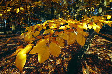 Comp image : tree020276 : Golden leaves in an English wood just caught by autumn sun