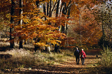 Comp image : tree020286 : A couple walks through a patch of autumn sunshine across a path in a spacious English wood