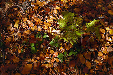 Comp image : tree020294 : A few green bramble leaves growing through a carpet of fallen leaves on the ground in dappled autumn sunshine in an English wood
