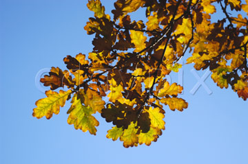 Comp image : tree020307 : Looking up at greeny-gold oak leaves in autumn against a blue sky, in medium close-up