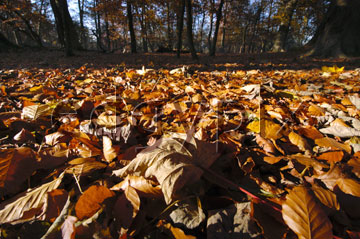 Comp image : tree020316 : Ground level close-up of sunlit fallen autumn leaves, with trees of an English wood in the background
