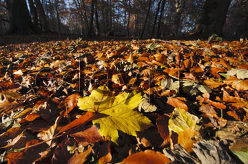 Comp image : tree020323 : Ground level close-up of sunlit fallen autumn leaves, a maple leaf prominent, with trees of an English wood in the background
