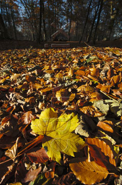 Comp image : tree020324 : Ground level close-up of sunlit fallen autumn leaves, a maple leaf prominent, with trees of an English wood in the background