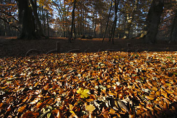 Comp image : tree020325 : Sunlit autumn leaves cover the ground in a clearing in an English wood, with trees in shadow in the background