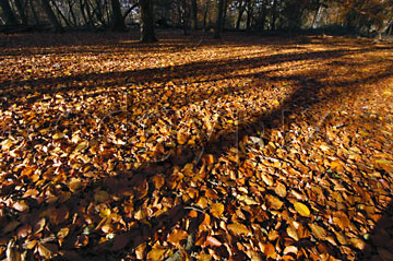 Comp image : tree020334 : Shadows fall across a sunlit carpet of autumn leaves on the ground of a clearing in an English wood