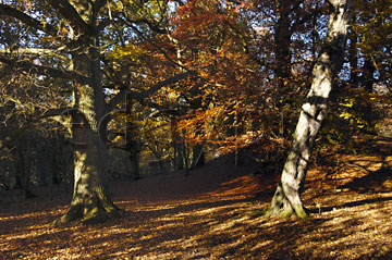 Comp image : tree020354 : Old trees in autumn in a woodland clearing