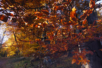 Comp image : tree020372 : Deep orange autumn leaves seen against the light