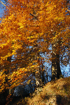 Comp image : tree020376 : Strong orange sunlit autumn leaves on two trees on a grassy bank, with a blue sky behind