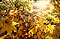 Pictures of autumn leaves