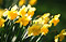 Pictures of daffodils