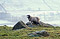 English Lake District photos: the Herdwick sheep