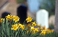 Yellow daffodils in a churchyard in spring sunshine, with a church and headstones out of focus in the background