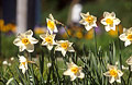 White and yellow daffodils in sunshine, with a churchyard out of focus in the background
