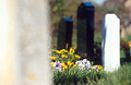 White and black headstones in a churchyard in spring sunshine, with some yellow flowers