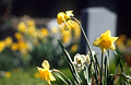 Yellow daffodils in a churchyard in spring sunshine, with a headstone and more yellow flowers out of focus in the background