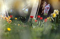 Impressionist view of red tulips and yellow daffodils in an English churchyard in spring sunshine, with out of focus shapes