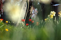 Impressionist view of a few red tulips in an English churchyard in spring sunshine, with a headstone and out of focus flower shapes