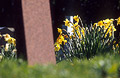Headstone and yellow daffodils in an English churchyard in spring sunshine