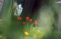 Red tulips and a headstone in an English churchyard in spring sunshine, with out of focus flower shapes