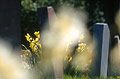 Impressionist view of headstones in an English churchyard in spring sunshine, with out of focus flower shapes