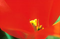Red tulip close up