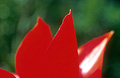 Red tulip, close up of petals