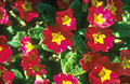 Red-yellow primulas