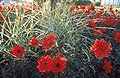 Red dahlias among grasses (spartina pectinata)