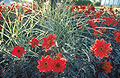 Red dahlias among grasses (spartina pectinata)