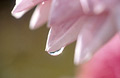 Pink dahlia petals close up, with water droplet