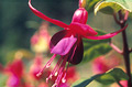 Fuchsia (Autumnale)