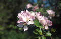 Pink blossom, medium close-up, against a soft-focus background