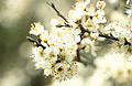 White blossom, medium close-up, against a soft-focus background