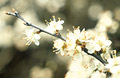 White blossom, medium close-up, against a soft-focus background