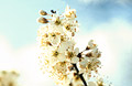 White blossom, medium close-up, against soft clouds in a blue sky
