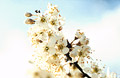 White blossom, medium close-up, against soft clouds in a blue sky