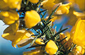 Close up of sunlit yellow flowers and spikes of gorse bush, with a blue sky background