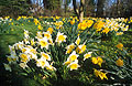 Yellow and white daffodils in the foreground, with yellows in the distance, in a sunny English garden in spring
