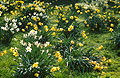 Clusters of yellow and yellow/white daffodils in the green lawn of a sunny English garden in springtime