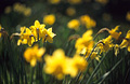 A cluster of yellow daffodils in springtime, medium close-up, against the green of an English garden. Some flower heads sharp, some in soft focus.