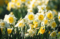 A cluster of yellow and white daffodils in springtime against the green of a sunny English garden. Soft focus flower heads in the background.