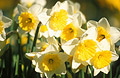A cluster of yellow and white daffodils in springtime, medium close-up, in a sunny English garden.