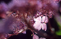 Hydrangea macrophilla (Veitchii)