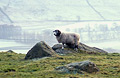 A lone Herdwick sheep, the unique breed of the English Lake District