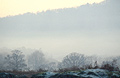 Winter trees in a misty valley in the English Lake District