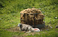 A sheep and its lamb resting in the English Lake District