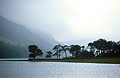 The 'Buttermere Pines' on the shore of Buttermere in the English Lake District