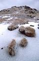 Grass tufts on peat in a frozen tarn covered with a sprinkling of snow, near the summit cairn of Place Fell