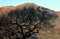 Silhouette of a leafless tree against a distant sunlit mountain in the English Lake District