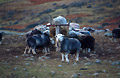 Herdwick sheep - the unique breed of the English Lake District - gather round (and on!) their winter feed in Oxendale, Great Langdale